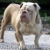 Olde bulldogge