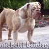 Olde bulldogge