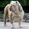Olde bulldogge