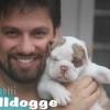 oldebulldogge