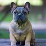 Bluesablepetclube