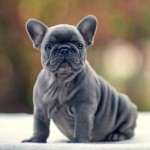 blue-french-bulldog-for-sale-s01
