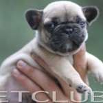 Filhotes de Bulldog Frances