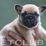 Filhotes de Bulldog Frances