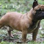 zeno2