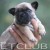 FILHOTESBULLDOGFRANCESCANILAMICHETTI &raquo; filhotesvendidos