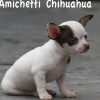 Chihuahua Mini canil Amichetti