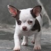 Chihuahua Mini canil Amichetti