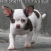 Chihuahua Mini canil Amichetti
