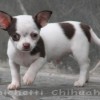 Chihuahua Mini canil Amichetti
