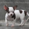 Chihuahua Mini canil Amichetti