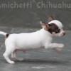 Chihuahua Mini canil Amichetti