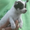 Chihuahua p Venda