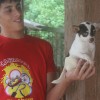 Chihuahua Pocket 