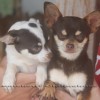 Chihuahua Pocket 