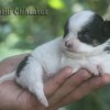 Mini Chihuahua Fêmea