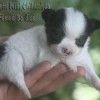 Mini Chihuahua Fêmea