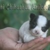 Mini Chihuahua Fêmea
