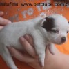 Chihuahua fêmeas a venda