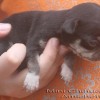 Chihuahua fêmeas a venda