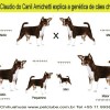 Chihuahua Genetica Mini Dog