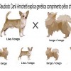 chihuahua genética pêlos