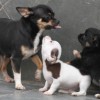 Chihuahua Mini canil Amichetti