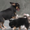 Chihuahua Mini canil Amichetti