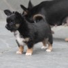 Chihuahua Mini canil Amichetti