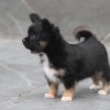 Chihuahua Mini canil Amichetti