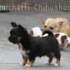 Chihuahua Mini canil Amichetti