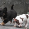 Chihuahua Mini canil Amichetti