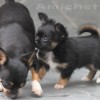 Chihuahua Mini canil Amichetti