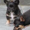 Chihuahua Mini canil Amichetti