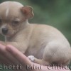 mini chihuahuas Nova Tendência no mundo