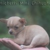 mini chihuahuas Nova Tendência no mundo