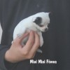 Chihuahua p Venda