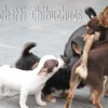 Chihuahua Mini canil Amichetti