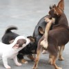 Chihuahua Mini canil Amichetti