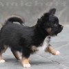 Chihuahua Mini canil Amichetti