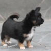 Chihuahua Mini canil Amichetti
