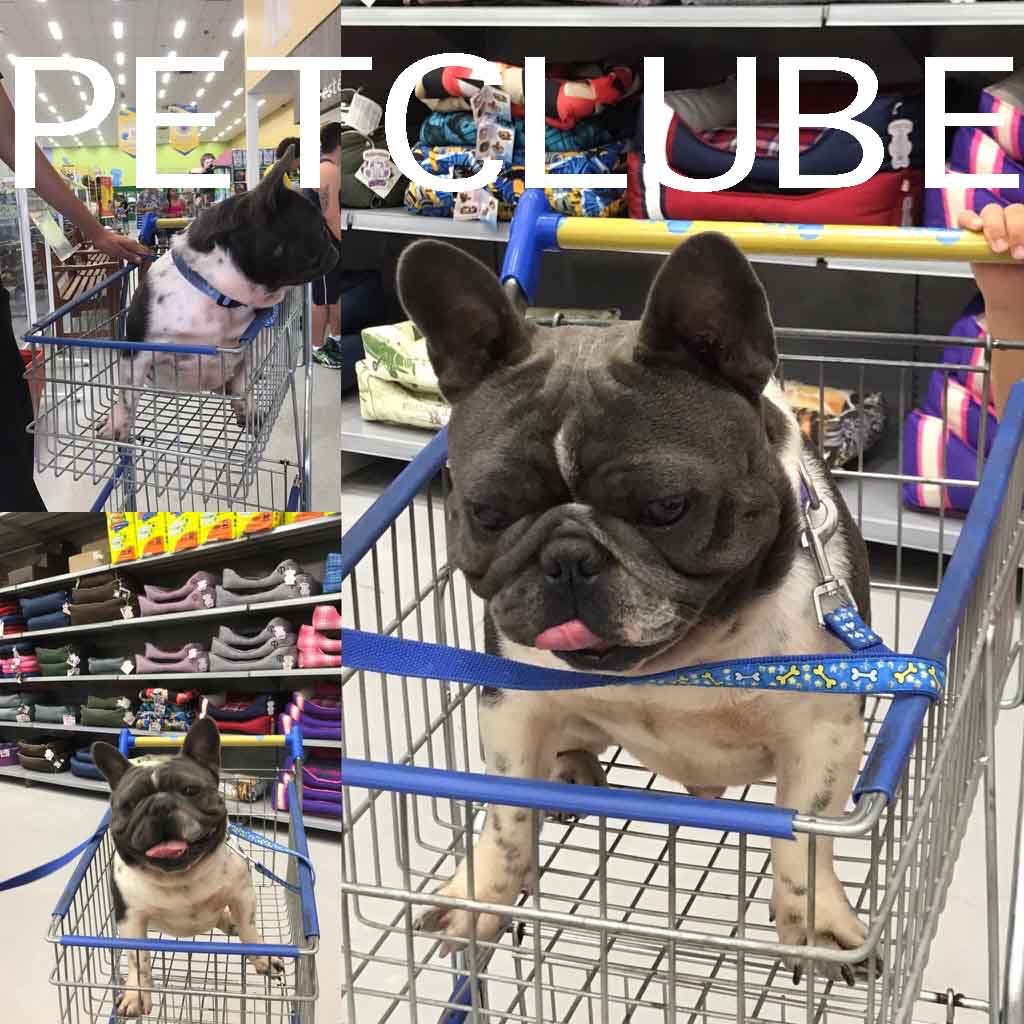 Petclube Filhotes Caes Bully Gatos Gigantes Criadores Ecologicamente Corretos Exotic French Bulldog