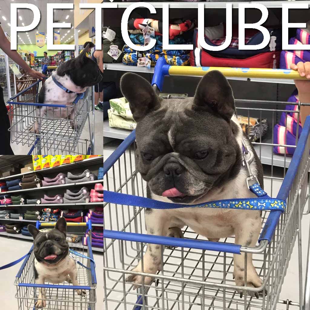 Shark bloodline hot sale french bulldog
