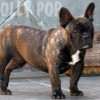 Frenchie_Bulldog