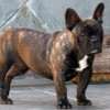 Frenchie_Bulldog