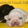 Frenchie_Bulldog