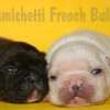 Frenchie_Bulldog
