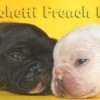 Frenchie_Bulldog