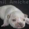 Frenchie_Bulldog