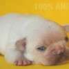 Frenchie_Bulldog